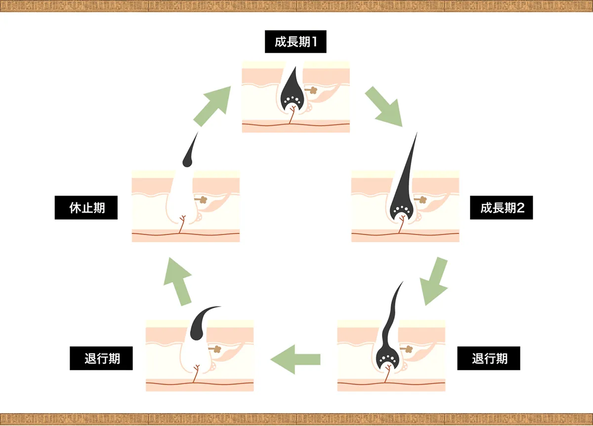 毛周期　ヘアサイクル画像です